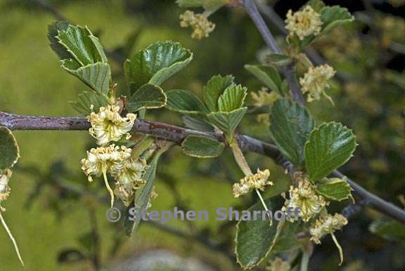 cercocarpus betuloides var betuloides 3 graphic